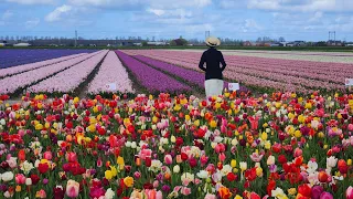 Blooming Splendor -  Keukenhof Gardens and Tulip Fields