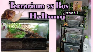 Terrarium vs Box Haltung #schnecken #achatschnecken #snails