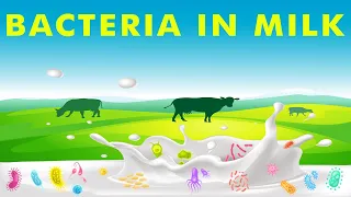 Bacteria in milk