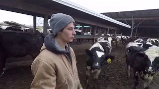 A day on my family dairy farm