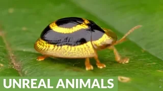 Dazzling golden target tortoise beetle from Ecuador