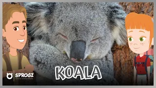 Koala Videos For Kids | Koalas Facts For Toddlers | Animals For Children | Sprogz