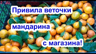 НЕОБЫЧНАЯ ПРИВИВКА МАНДАРИНА НА ЛИМОН..