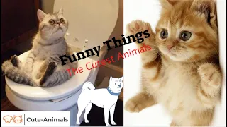 Cute Animals Funny Videos I Dare You To Try Not Laughing On 2020