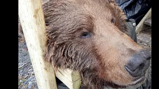 Kodiak Island, Alaska 2017 Brown Bear Hunt