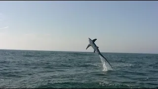 Thresher Shark Jumps 3 Times - Amazing Video!!