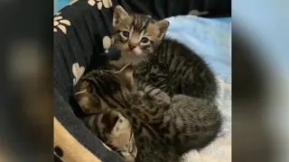 Mom cat and her kittens rescued from 𝐃𝐑𝐎𝐖𝐍𝐈𝐍𝐆 after heavy rain