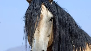 Wild Mustangs PBS Documentary Untamed Legacy