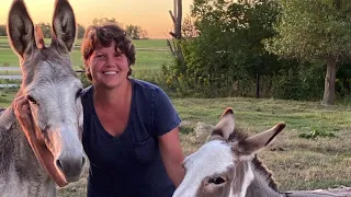 Donkeys On The Homestead