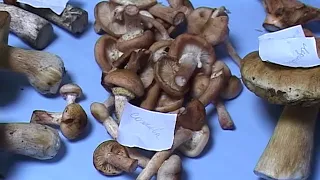 Тамбовские эксперты отвергли «гарантированные» методы проверки грибов