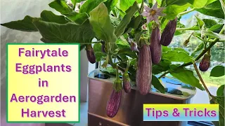 Grow Fairy Tale Eggplants in Aerogarden Harvest | Indoor Garden | Tips & tricks