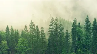 One Hour Alpha Waves in Nature | Relaxing Music in a Forest