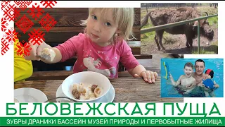 В Беларусь на машине с детьми. Часть 4. Беловежская пуща: ЧТО ПОСМОТРЕТЬ ЗА ОДИН ДЕНЬ