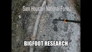 We rap up our investigation into Bigfoot / Sasquatch research in the Sam Houston National Forest.