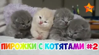 ТОП ПРИКОЛЫ С КОТАМИ  Лучшие подборки coub  Top cats  Пирожки с котятами #2  Свежий coub