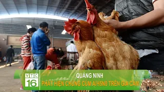 Quảng Ninh: Phát hiện chủng cúm A/H5N8 trên gia cầm | VTC16