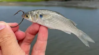 THIS Is The Best Live Bait For Flounder