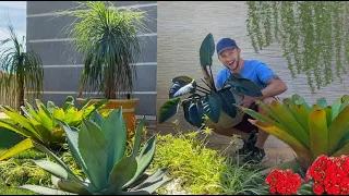 TOUR pelo meu JARDIM com as PLANTAS que tenho DENTRO e FORA de CASA | Henrique Buttler