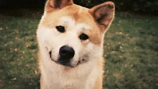 The Most Loyal Dog! For His Dead Owner, He Waited For 10 Years!