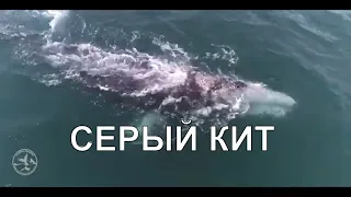 GREY WHALE RUN СЕРЫЙ КИТ