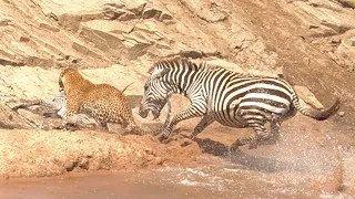 Zebra Mum Bites & Kicks Leopard to Save Baby