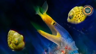 Dancing In the Dark - Ocean Geographic Pictures of the Year Finalist