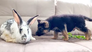 German Shepherd Puppy Meets Giant Rabbit for the First Time!