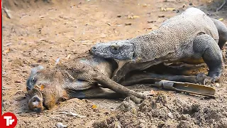 10 times the Komodo Dragon Swallowed Alive Animals!