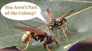 Wasp Impersonator Meets the Real Deal, The Mantisfly