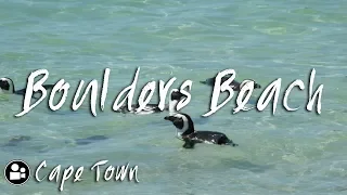 African Penguins at Boulders Beach, Cape Town Travel Guide