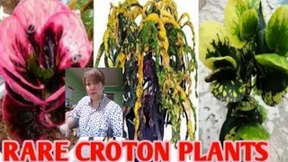 RARE CROTON PLANT/MARGIE PULIDO VLOGS