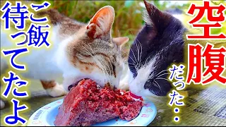 草むらに隠れていた野良猫に餌を与えたら・・・