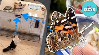 Cats Meet Caterpillars! 🐱🐛 | Unbelievable Reactions & Butterfly Kit Review #butterfly #cats