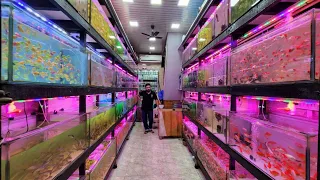 Naaz Aquarium Fish Shop