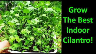 How To Grow Cilantro Indoors