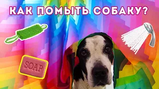 A dog named Panda takes a bath / У собаки Панды помывочный день