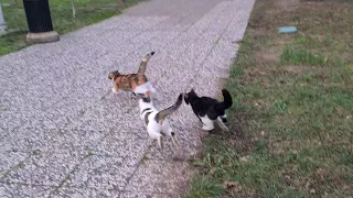 Dozens of Male Cats go after the Heat Female Cat.