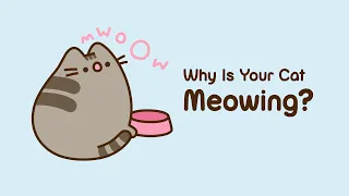 Pusheen: Why Is Your Cat Meowing?