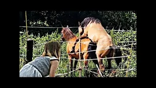 Koni Klidesdale Krikcie Horse Kuda Asli Scotlandia Horse Info Cavalo penjelasan Kuda || Green Future