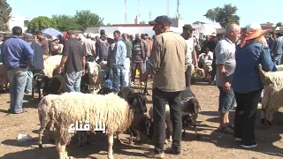 علوش العيد في الرحبة..أسعار متذبذبة بين الغالي والرخيص..الفلاح مرهون في الكمبيالات والزوالي فالس !!