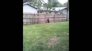 Buddy dog chasing cat. Hilarious!!!