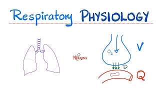 Lung Physiology Basics | Normal Quiet Breathing 😮‍💨 | Inspiration & Expiration | Diaphragm action