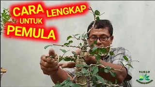 CARA membuat bonsai SERUT bagi pemula (Streblus Asper)