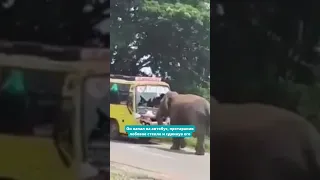 Разъяренный слон разбил рейсовый автобус 😱