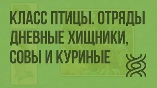 Класс Птицы. Отряды Дневные хищные, Совы и Куриные. Видеоурок по биологии 7 класс