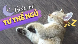 Tư Thế Ngủ Của Mèo Nói Lên Điều Gì? 🐱✅