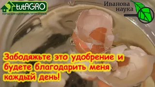 ЭТА БАНКА ДОЛЖНА БЫТЬ НА КАЖДОЙ КУХНЕ! С этим удобрением  забудете о вершинке и монофосфате калия!