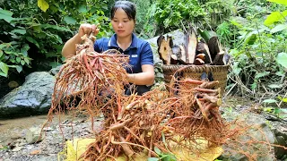 harvested, ginseng areca, horseshoe tubers, brought to the market to sell |Trieu Thi Senh