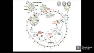 HAART(Highly active antiretroviral therapy)- EASY NOTES WITH EXPLANATION!!