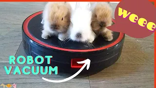 Bunnies on a Robot Vacuum